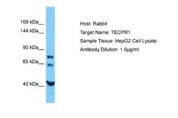 TECPR1 Rabbit anti-Human, Polyclonal, Novus Biologicals 0.1 mL | Buy Online | Novus Biologicals | Fisher Scientific